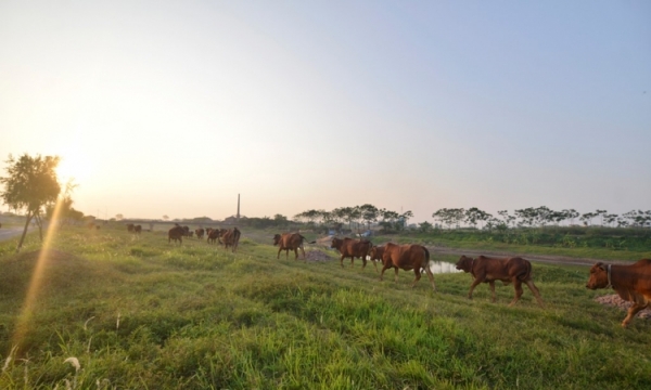 Khu sinh thái nghỉ dưỡng thành nơi chăn bò